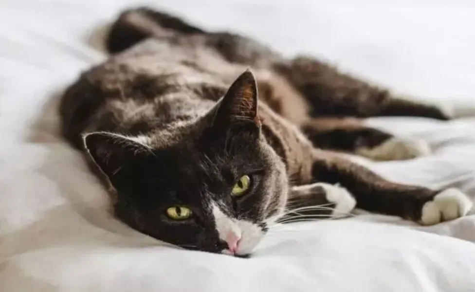 Panleucopenia felina é conhecida como "cinomose em gatos", embora sejam doenças distintas