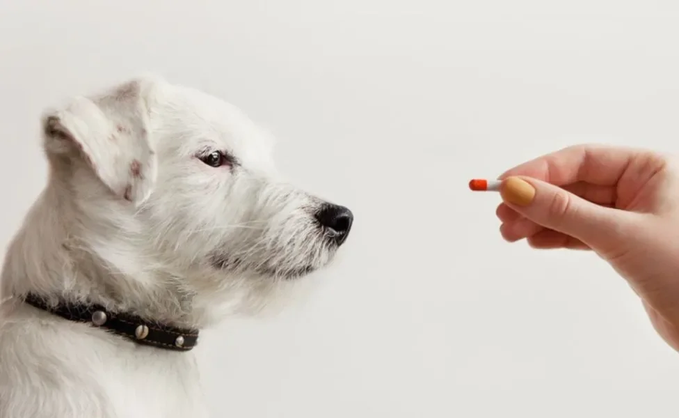 Dar paracetamol para cachorro não é indicado porque pode fazer muito mal à saúde do pet