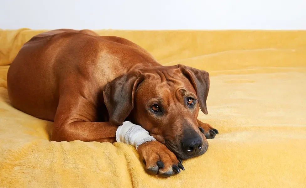 A pata de cachorro machucada pode ser causada por vidro e outros objetos perfurantes 