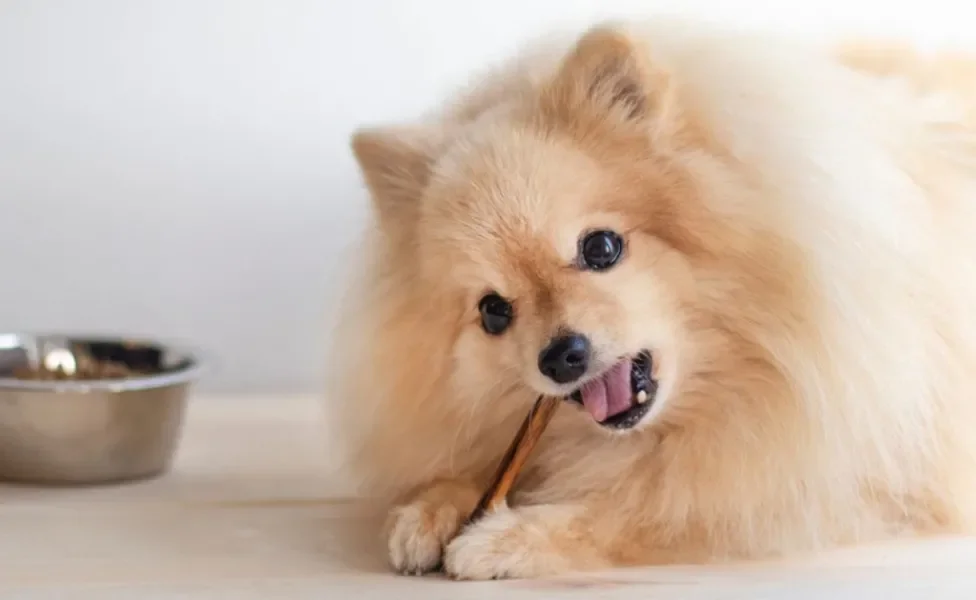 O petisco para limpar dentes de cachorro é bom para a saúde bucal dos pets e também é nutritivo