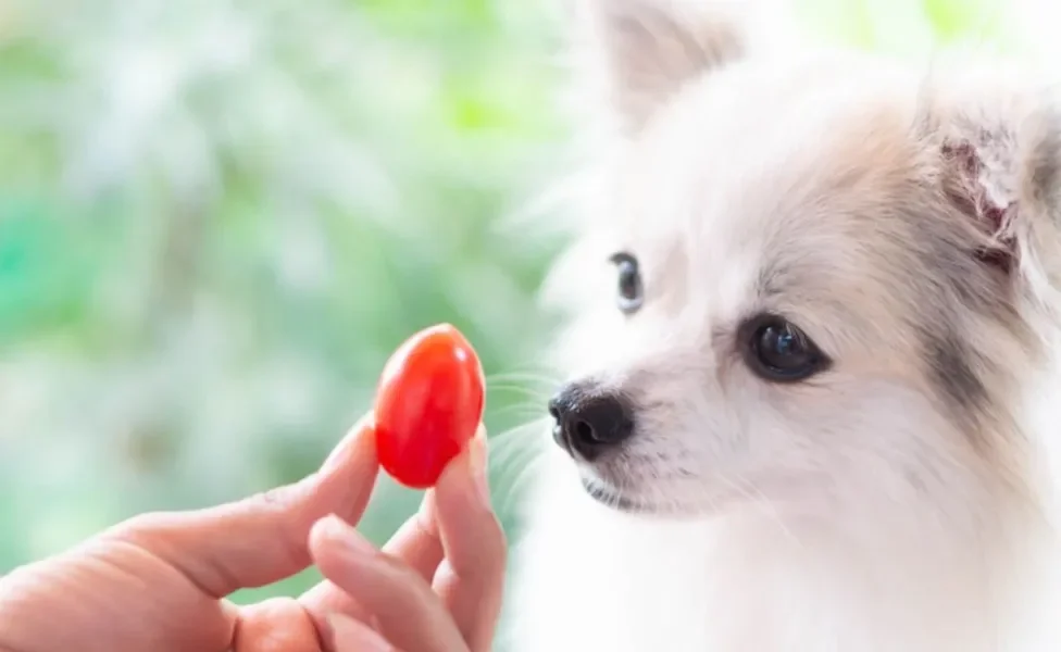 Tomate: pode dar para cachorro comer? Veja se o alimento é liberado!