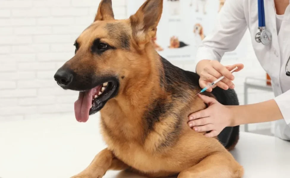 A vacina de gripe para cachorro é a melhor forma de prevenir a doença
