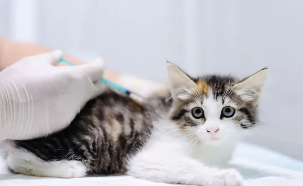 A vacina V5 para gatos protege contra a temida FeLV 