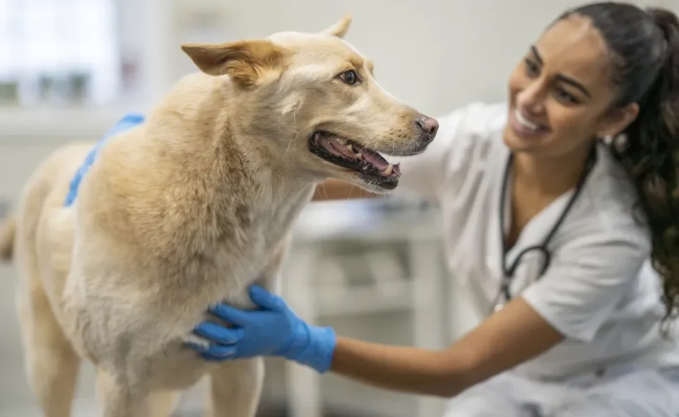 A ozonioterapia veterinária é um procedimento terapêutico que utiliza ozônio