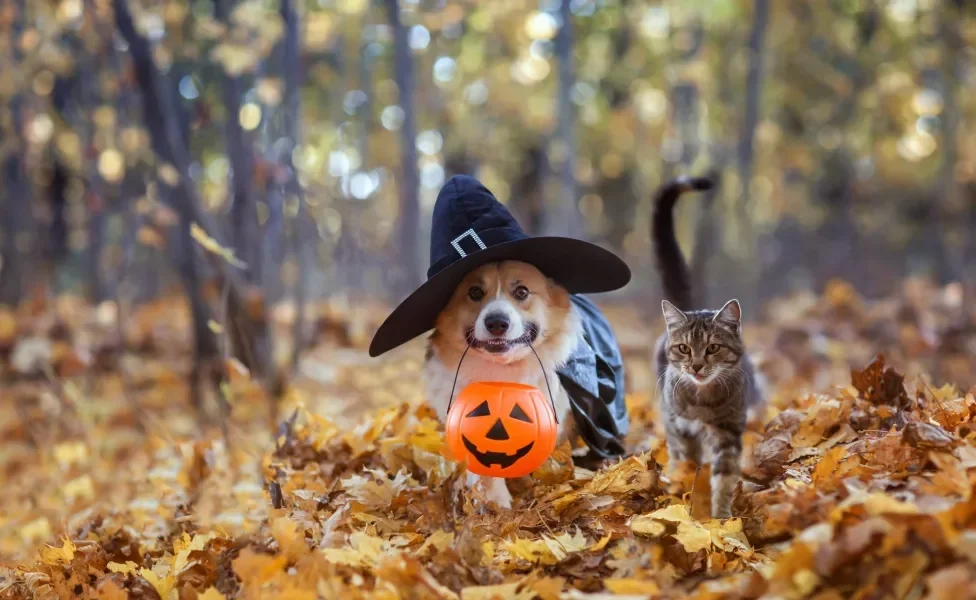 Halloween pet: veja como preparar o seu animal de estimação para a festividade