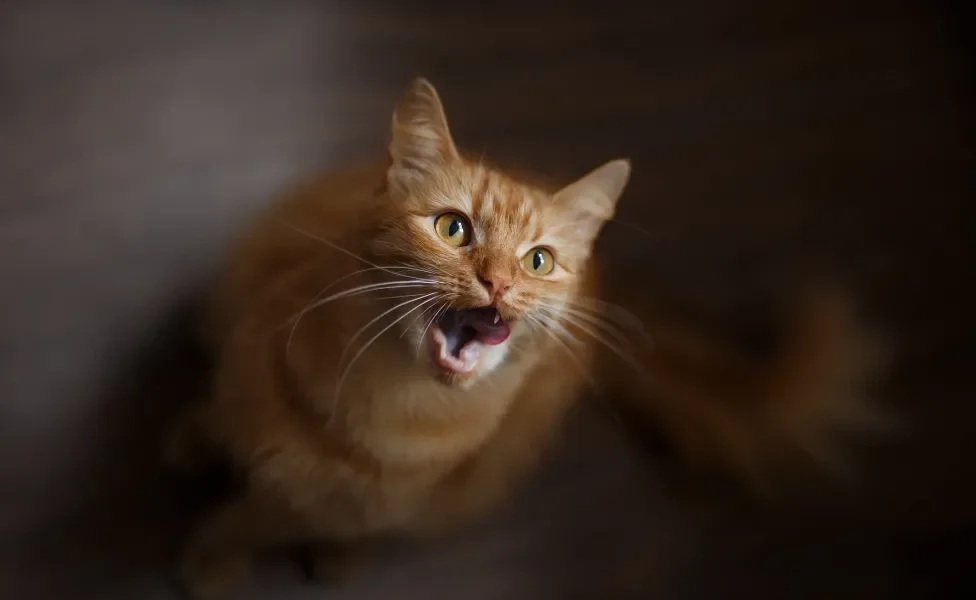 O miado de gato é mais expressivo em algumas raças e nos gatinhos laranjas