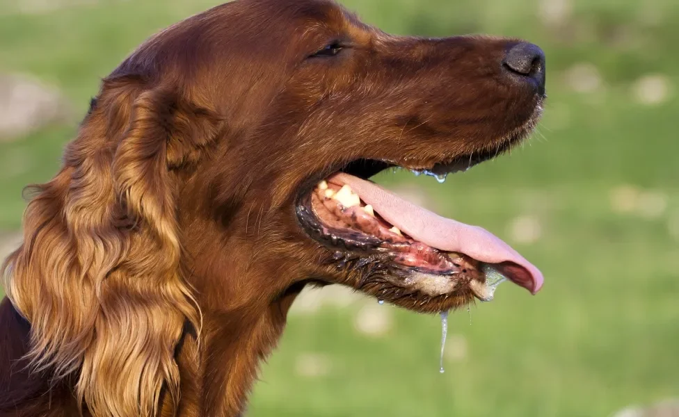 Cachorro salivando muito pode ter relação com alguma problema de saúde