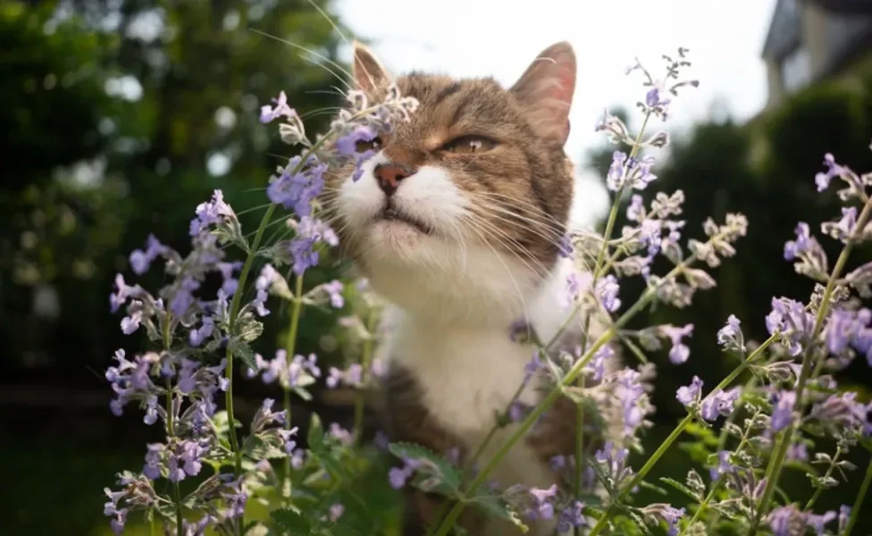  O catnip é um dos cheiros que os gatos adoram