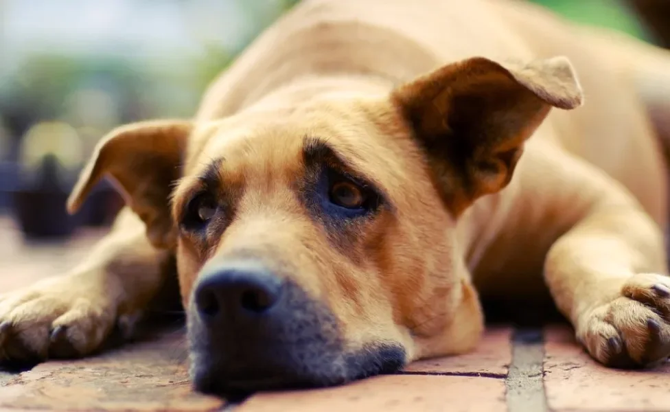 Cachorro com cinomose: sintomas abalam gradualmente a saúde do animal