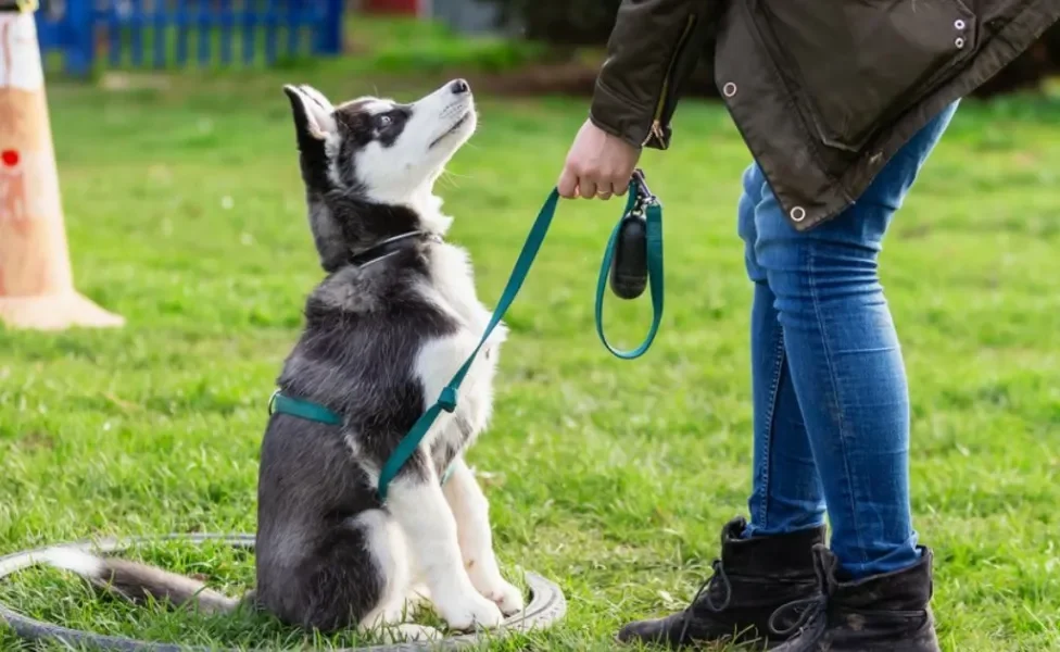 Como o cachorro escolhe o dono, é importante saber como estreitar os laços com o seu pet