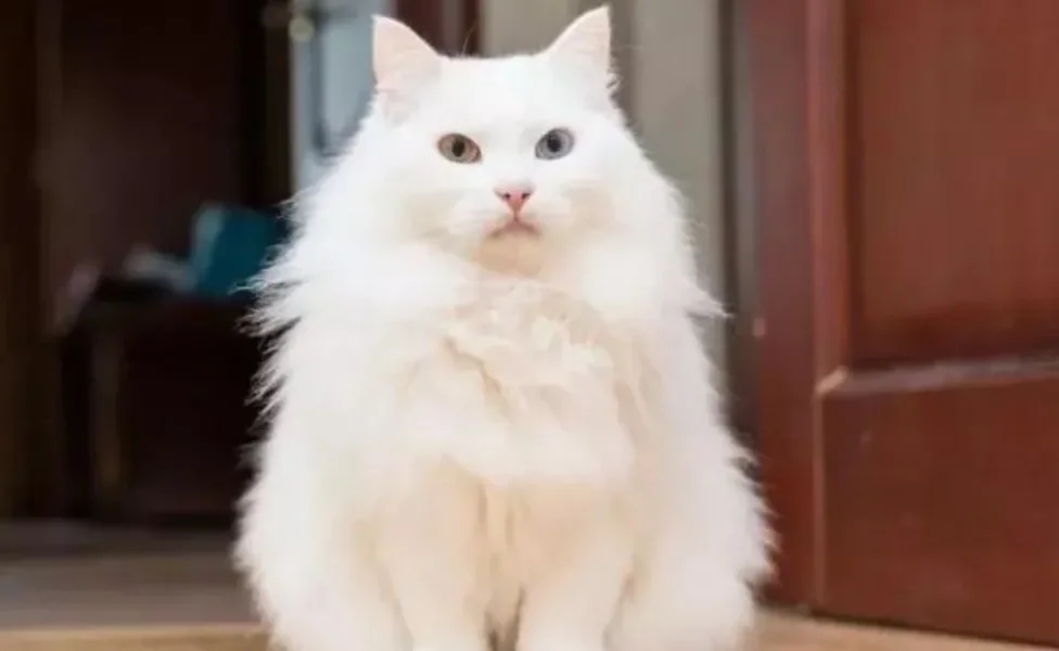 Gato Angorá: um bichano elegante, brincalhão e companheiro. Saiba mais sobre a personalidade desse felino!
