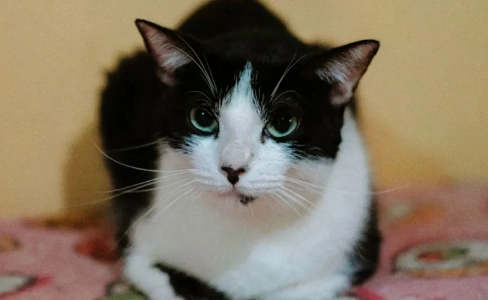 O gato preto e branco, como o Gary, tem um charme que não passa despercebido