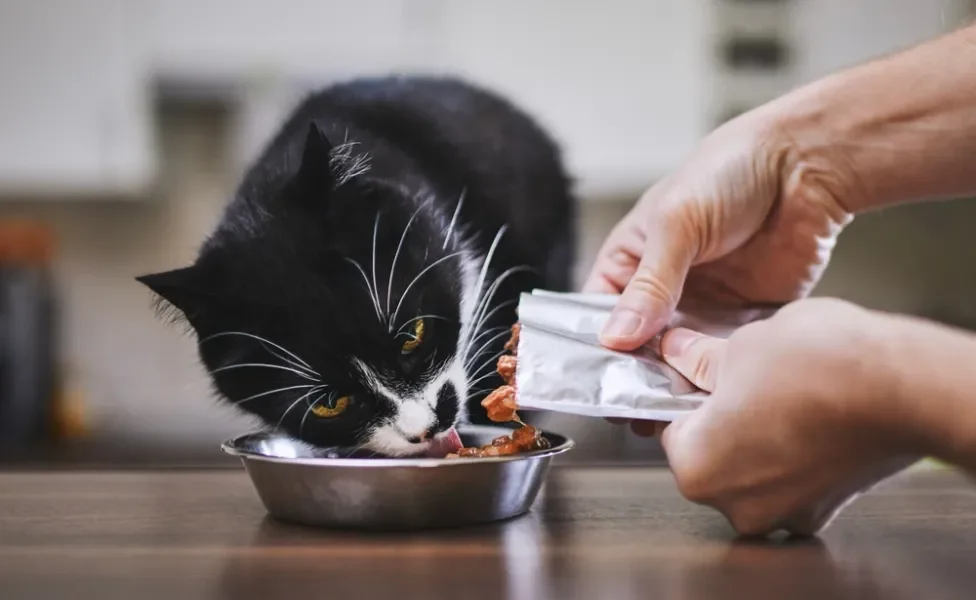 As proteínas na alimentação do gato são importantes para o funcionamento do organismo