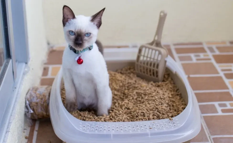 Descubra onde colocar a caixa de areia para gatos no seu apartamento
