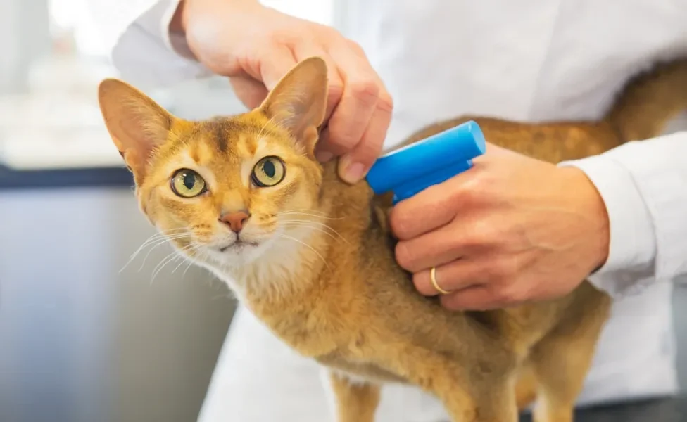  O microchip para gatos é fundamental para identificar os felinos fujões