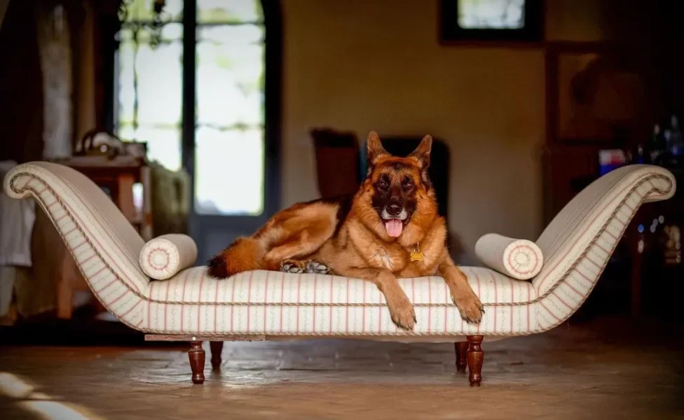 Cachorro mais rico do mundo: Gunther VI é o mais poderoso com sua herança milionária