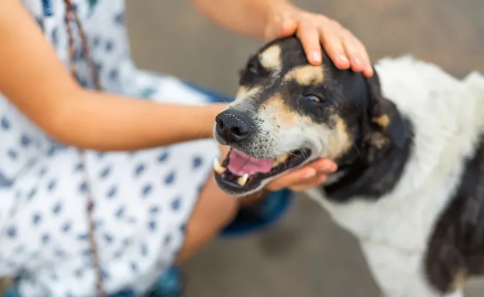Adotar um cachorro: veja dicas para economizar nos cuidados com o pet