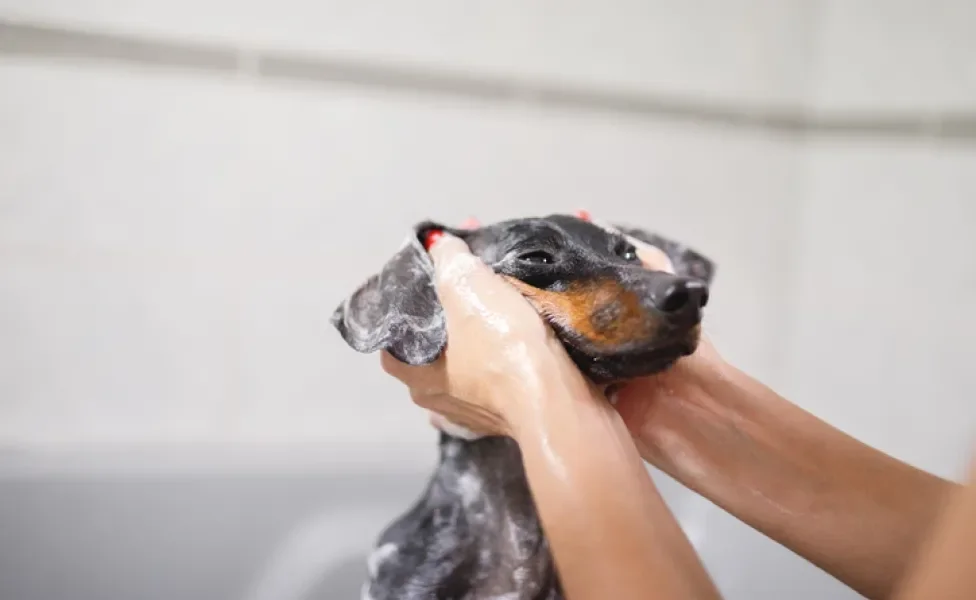 Sabia que é possível dar banho no cachorro em casa com efeito parecido com o do pet shop? Se liga nas dicas a seguir!