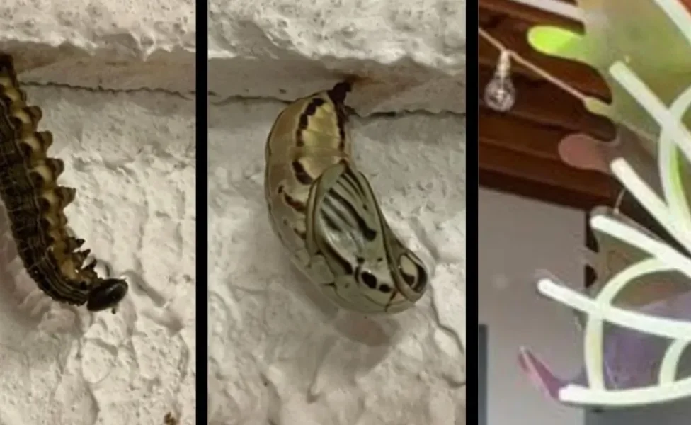 Casulo de borboleta tem um resultado impressionante: um borbolecão!