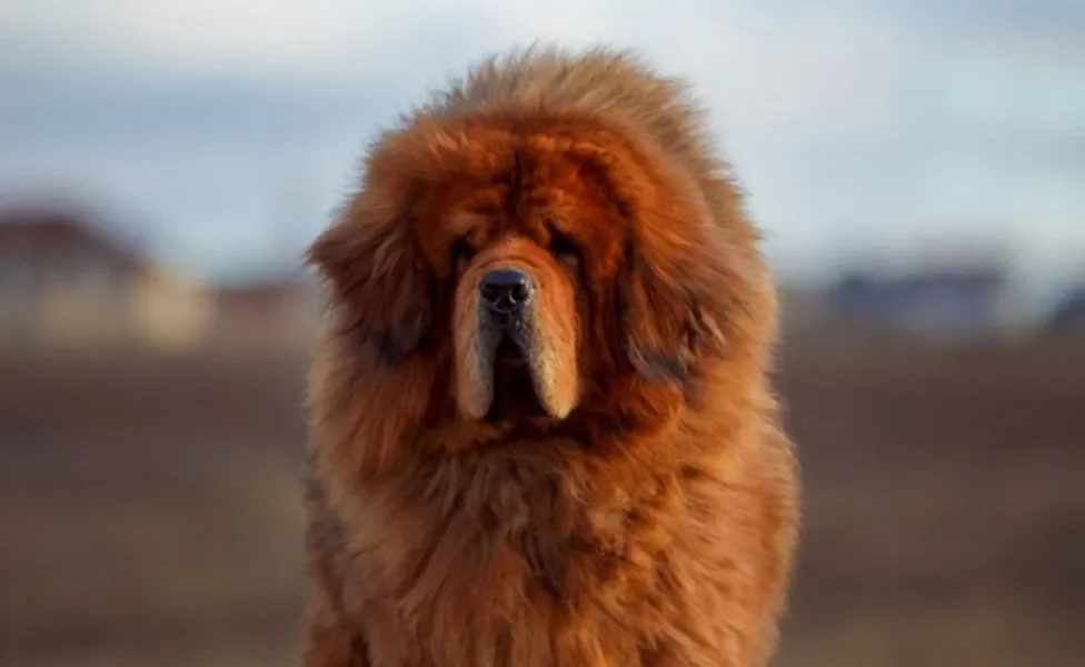 O cachorro mais caro do mundo custa mais de R$ 1 milhão