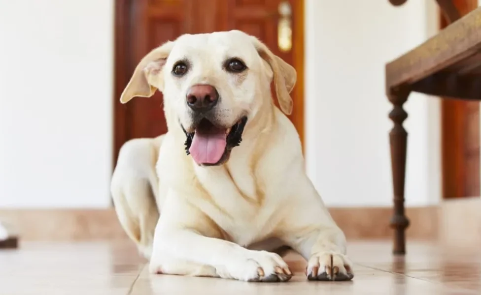 Saber como deixar o cachorro sozinho ajuda a dar mais bem-estar para o pet na ausência do tutor