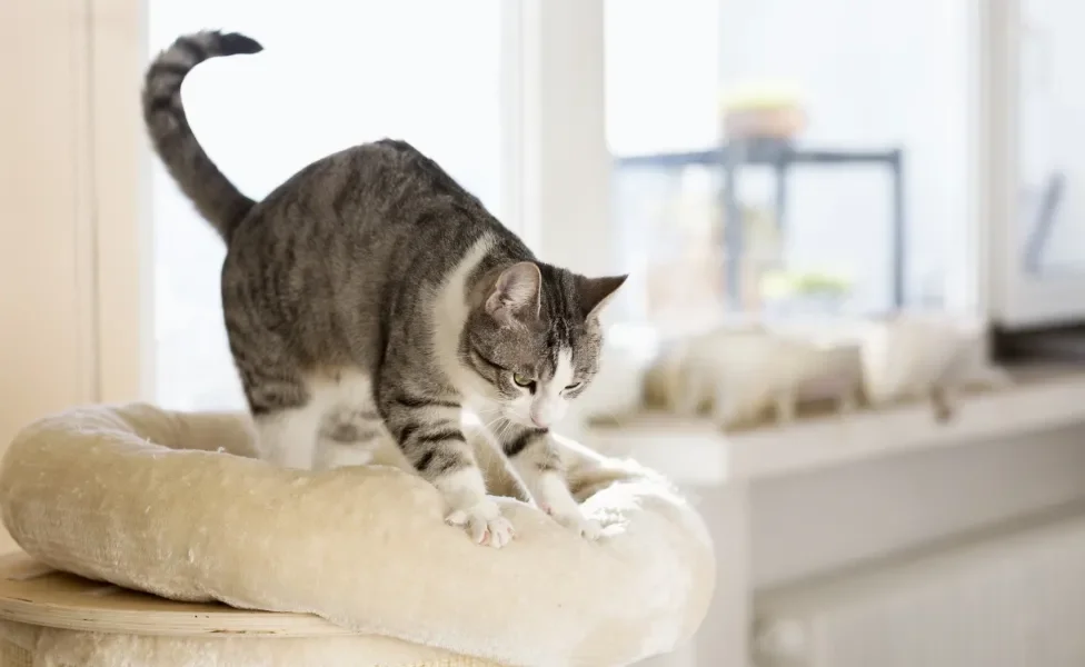  O que está por trás do gato amassando pãozinho? Descubra o que significa esse comportamento 