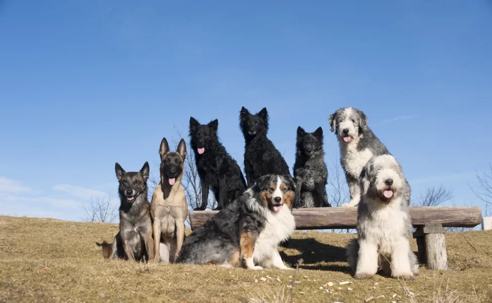 Uma matilha de cães refere-se a um coletivo de cachorros
