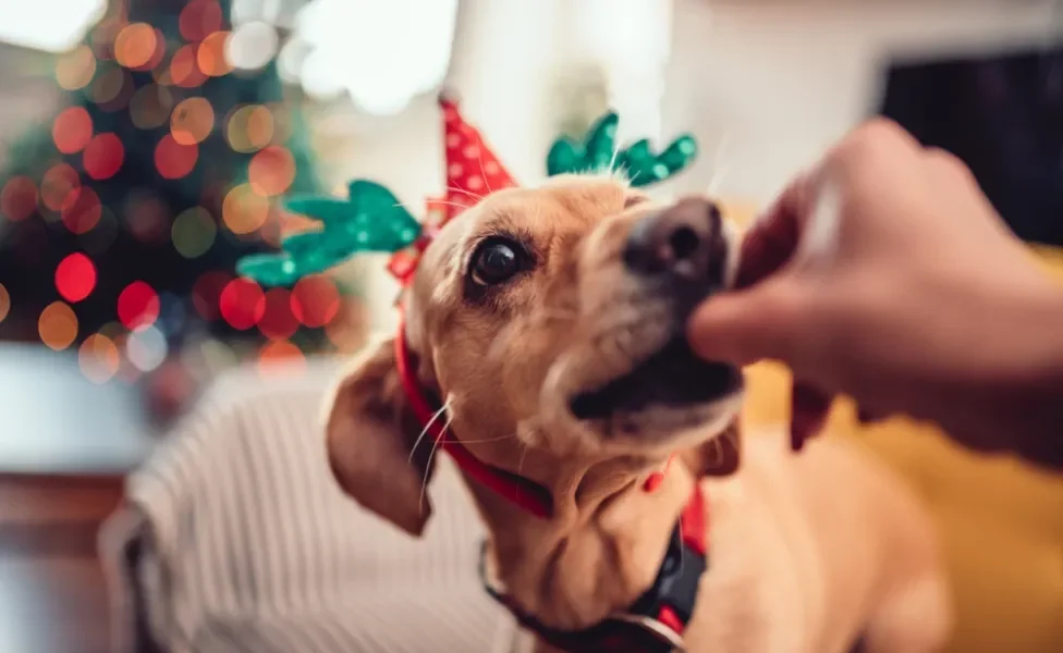 Saiba o que fazer se seu cachorro comer algum alimento proibido na ceia de Natal