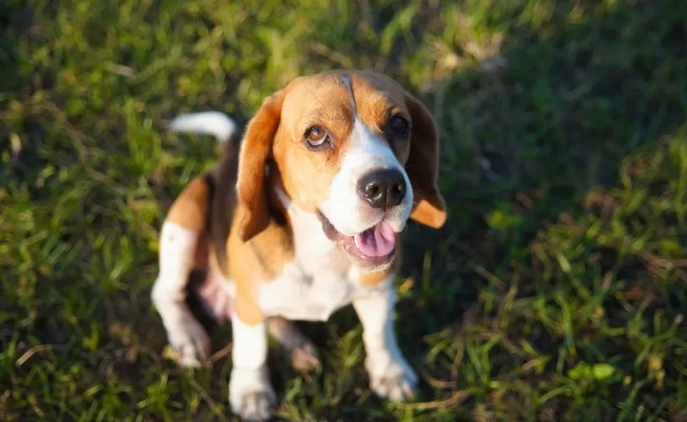 O Beagle é famoso por suas orelhas caídas e jeitinho carismático