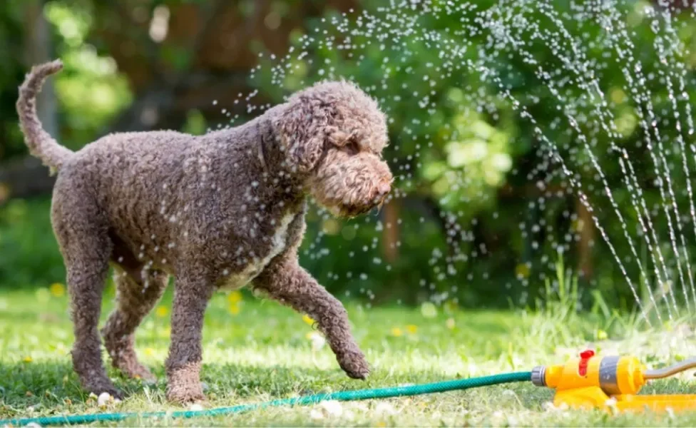Aliviar os sintomas de um cachorro com calor é fundamental no verão