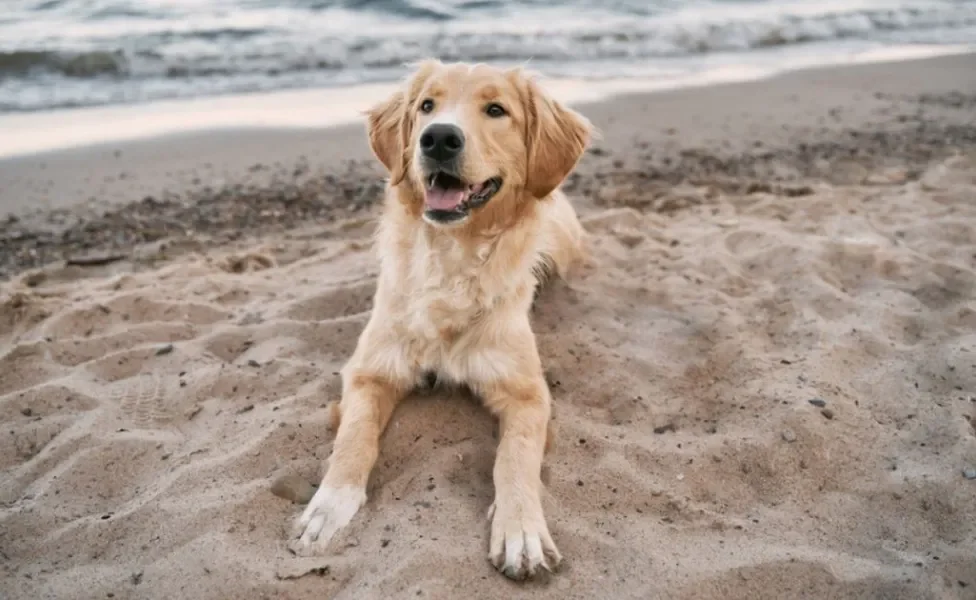 O cachorro na praia exige certos cuidados