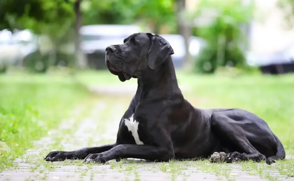 Cachorro zen: algumas raças são naturalmente mais calmas do que outras