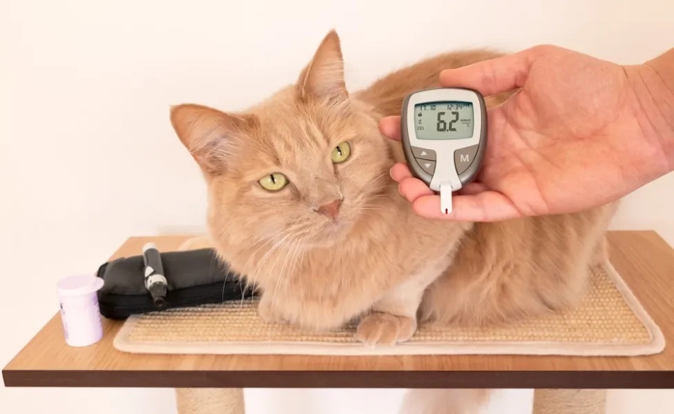 O teste de glicemia, exame de sangue e urina são fundamentais no diagnóstico de gato com diabetes