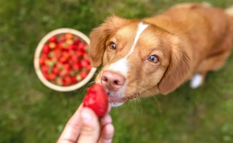 Cachorro pode comer frutas e elas ajudam a refrescar no verão 