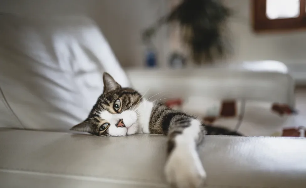 O gato com problema renal apresenta sintomas como perda de apetite, apatia, cansaço e vômitos