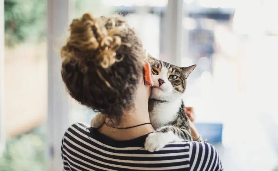 A toxoplasmose não afeta todos os gatos e não deve ser motivo para abandono e preconceito com os animais