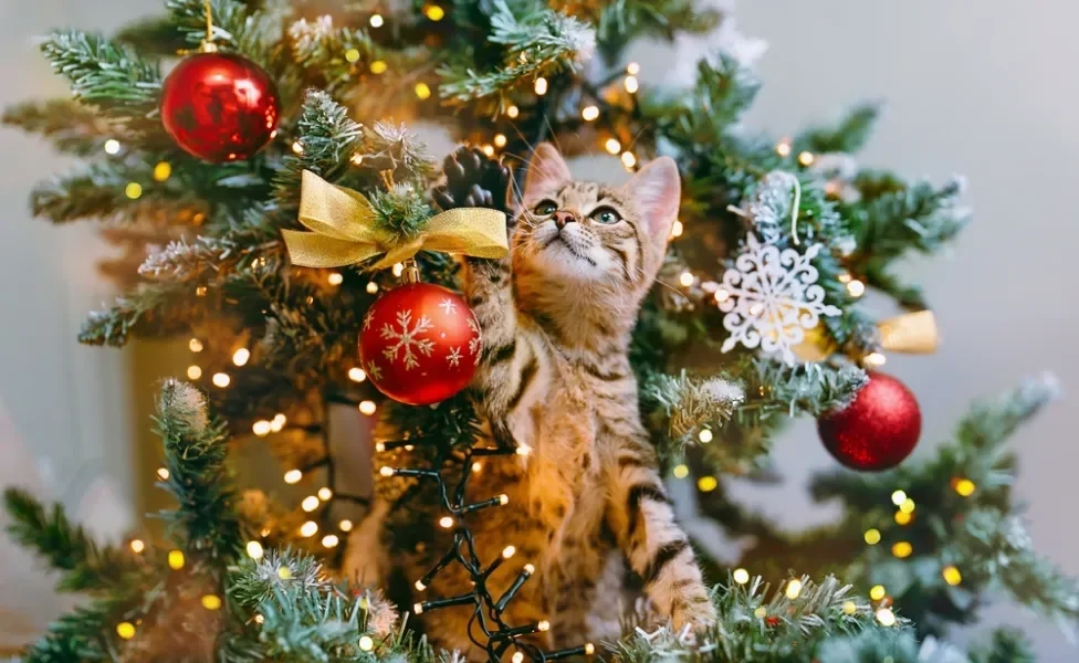 Gatos e árvores de Natal podem conviver em harmonia e segurança com algumas dicas