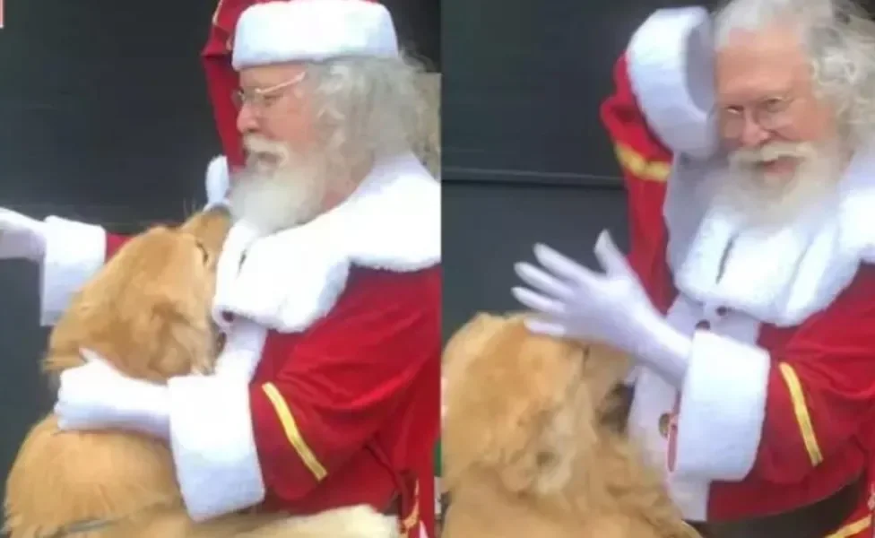 Vídeo de Golden Retriever roubando pedaço da fantasia do Papai Noel viraliza na web (Crédito: Instagram/@gutoogolden)