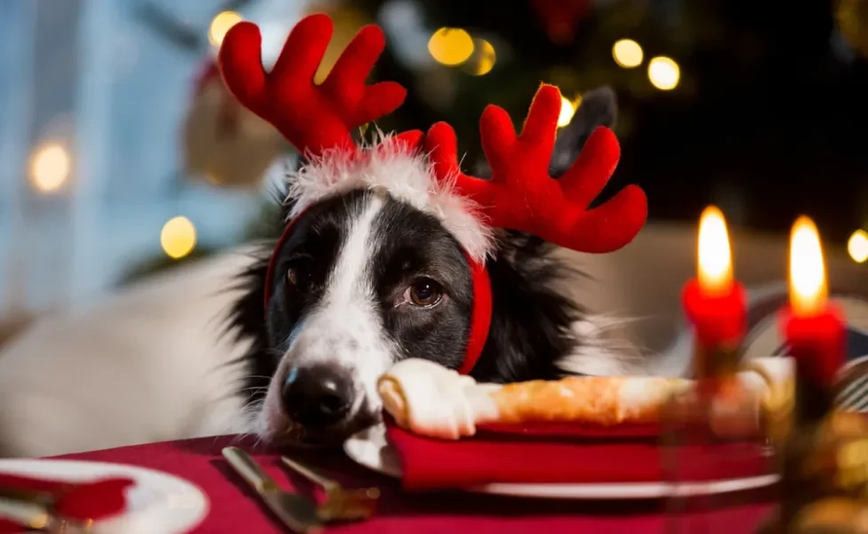  Descubra o que cachorro pode comer no Natal sem passar mal