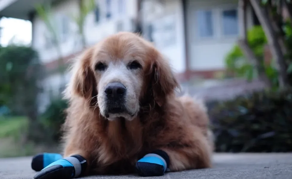 O sapato para cachorro pode ajudar o animal paraplégico? Descubra!