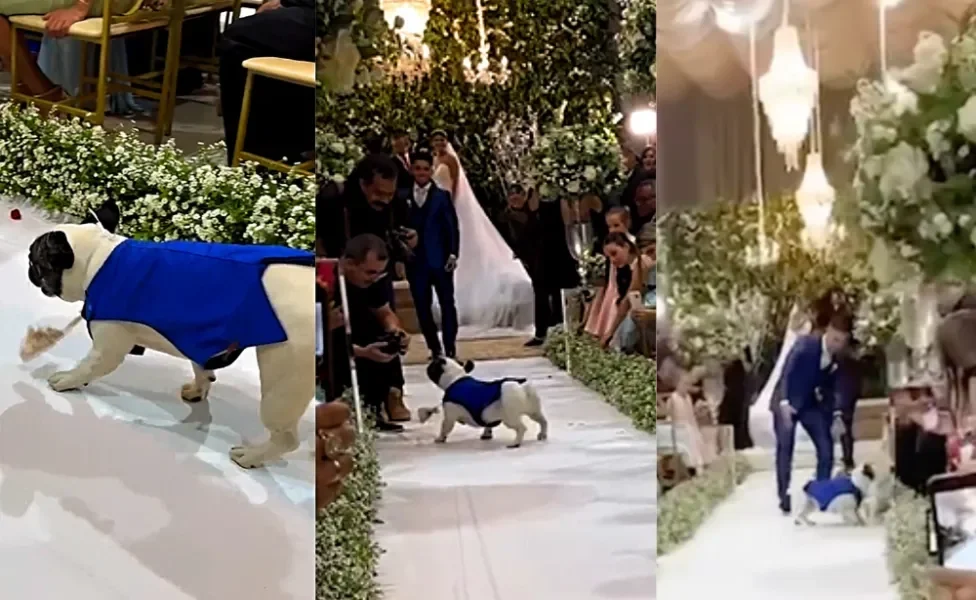 Bulldog Francês causa confusão com fotógrafo de casamento ao levar alianças para o altar (Créditos: Instagram / @dybala.dog)