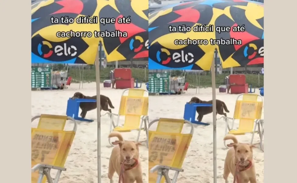 Cachorros na praia trabalham como garçons e conquistam o coração de todos com simpatia (Créditos: Tiktok/ @lopeselika)