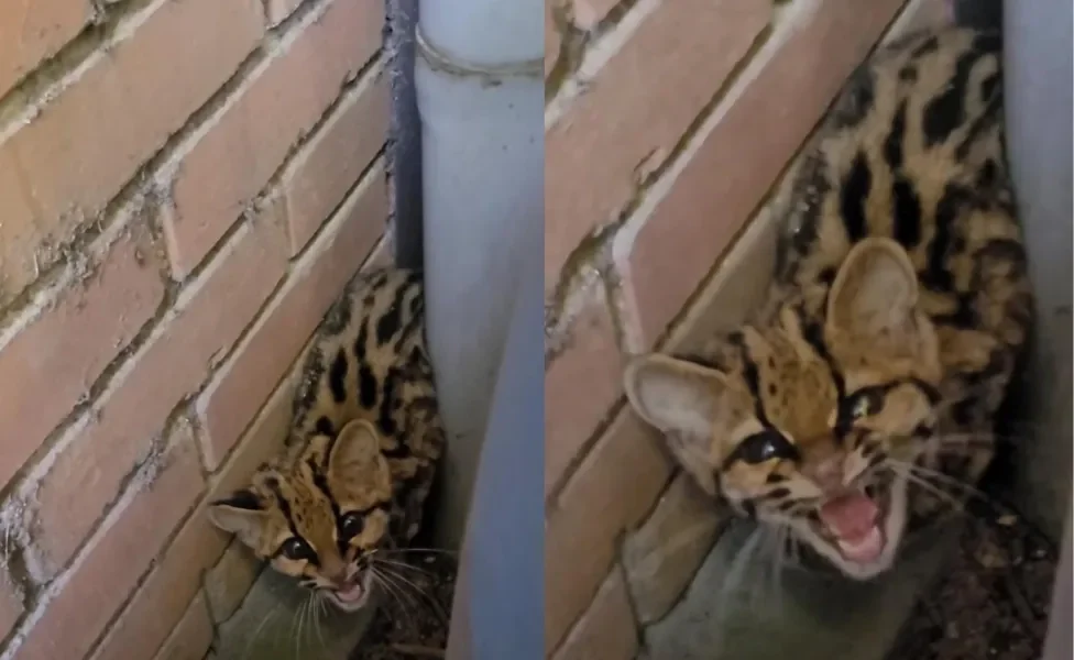 Gato-maracajá selvagem é encontrado machucado por biólogo e é resgatado