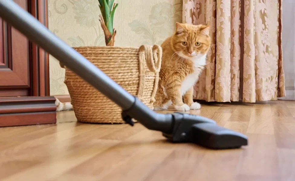 Um dos barulhos que gato não gosta é o do aspirador de pó