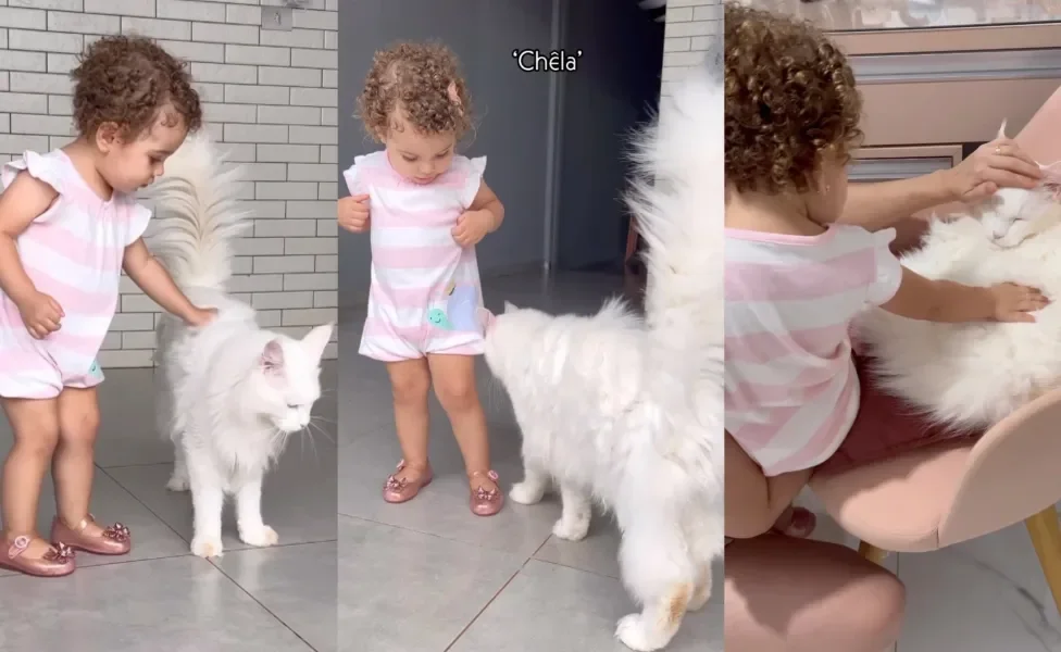 Criança e gato se conhecem pela primeira vez e menina se torna uma nova mini gateira (Instagram/@oliviaeirmaos)