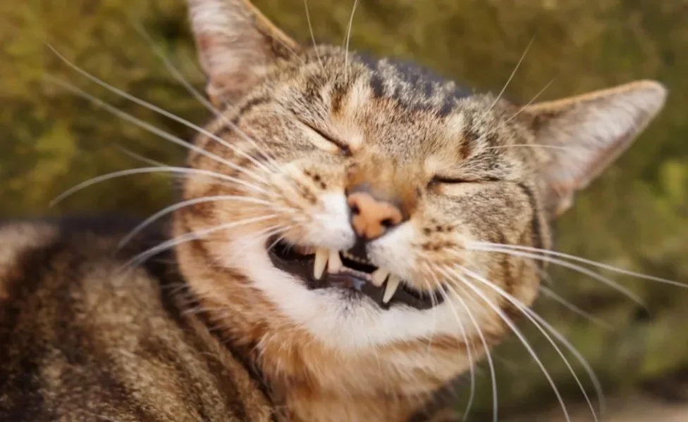 Um gato com mau hálito pode acontecer por vários motivos, mas também pode ser tratado