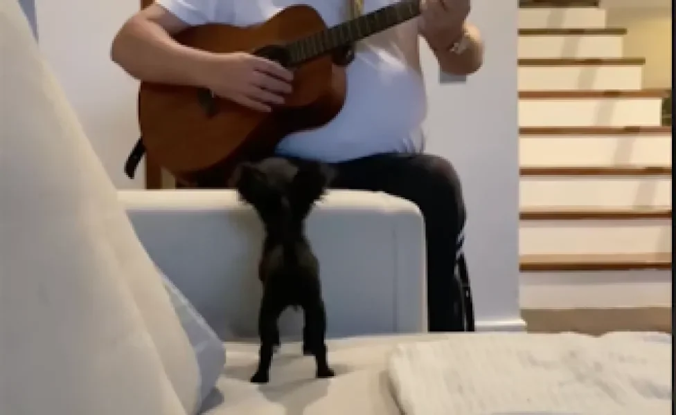 Avô de pet que é um astro da música brasileira toca música para cachorrinha da raça Chihuahua (Créditos: Tiktok/ @phoebevianna)