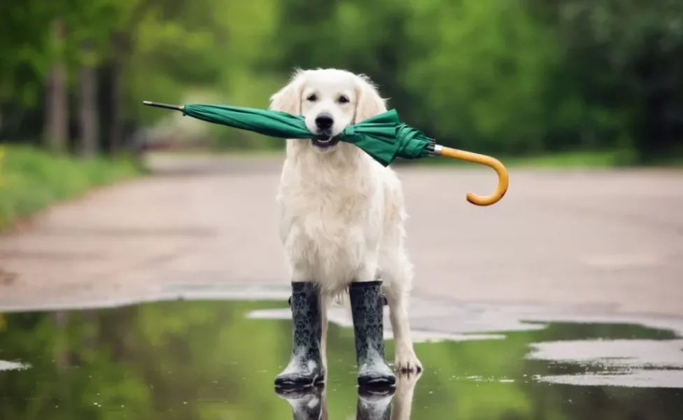 Ao passear com cachorro na chuva, é bom tomar precauções e medidas de segurança