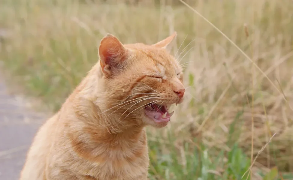 Um dos sons de gatos mais inconfundíveis é o miado do cio