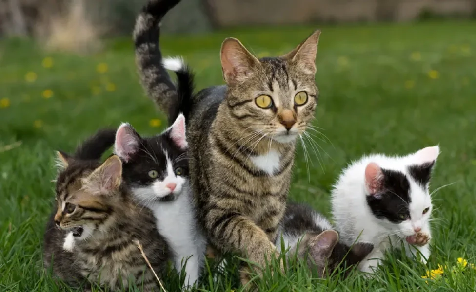 Dia Mundial do Gato: adotar um pet pode trazer inúmeros benefícios para a sua vida